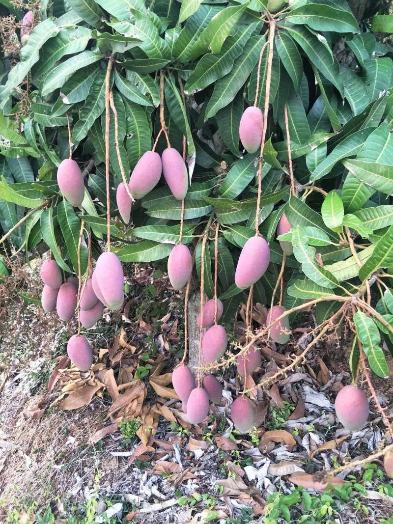 芒果