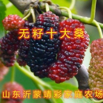 桑椹子树苗南北方种植桑树苗品种齐全新品种桑椹苗