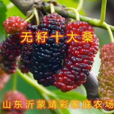 桑椹子树苗南北方种植桑树苗品种齐全新品种桑椹苗