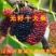 桑椹子树苗南北方种植桑树苗品种齐全新品种桑椹苗