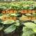 桑椹子树苗南北方种植桑树苗品种齐全新品种桑椹苗