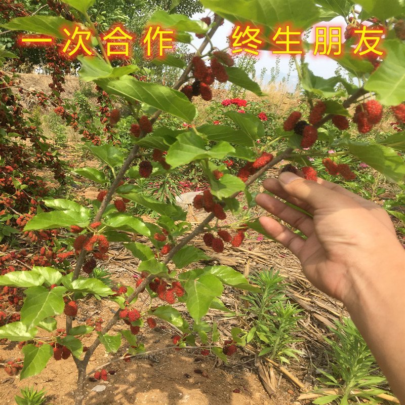 桑椹子树苗南北方种植桑树苗品种齐全新品种桑椹苗