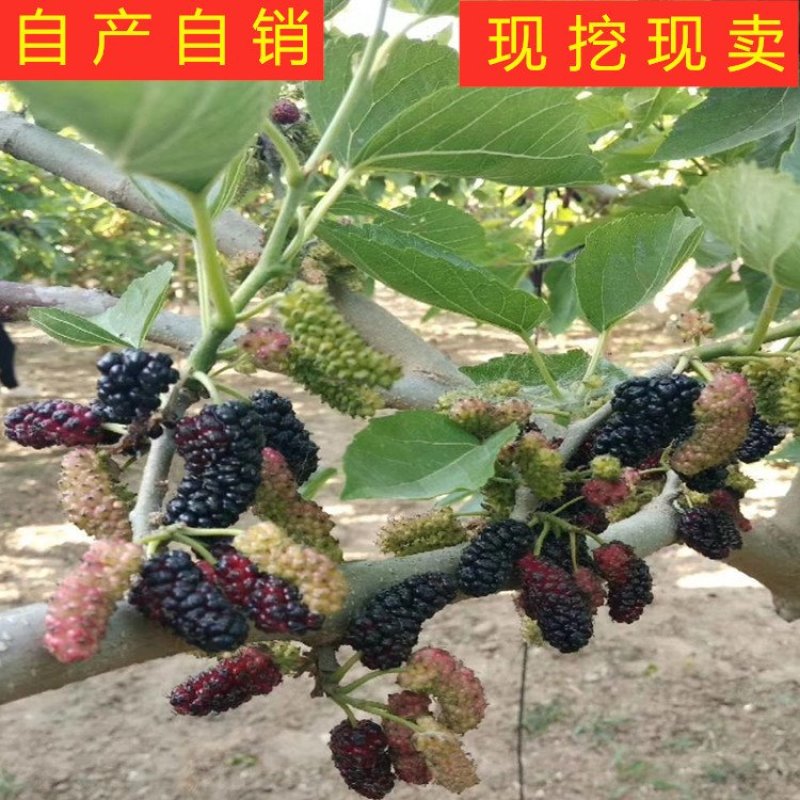 桑椹子树苗南北方种植桑树苗品种齐全新品种桑椹苗