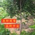 桑椹子树苗南北方种植桑树苗品种齐全新品种桑椹苗