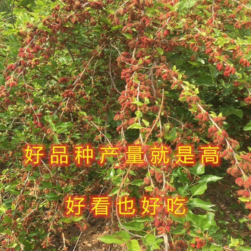 桑椹子树苗南北方种植桑树苗品种齐全新品种桑椹苗