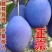 纯正西梅李子苗法兰西梅苗耐寒易管理
