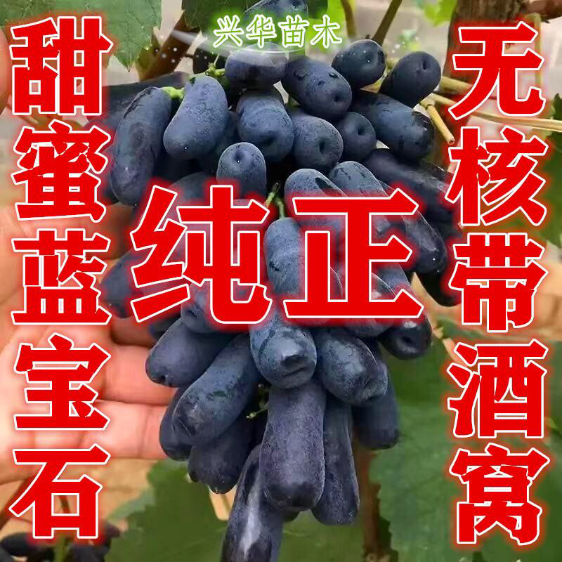 嫁接甜蜜蓝宝石葡萄苗品种保真基地批发