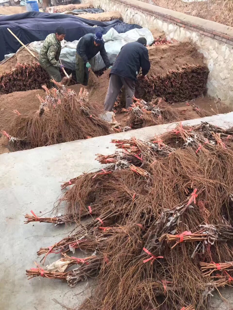 嫁接甜蜜蓝宝石葡萄苗品种保真基地批发