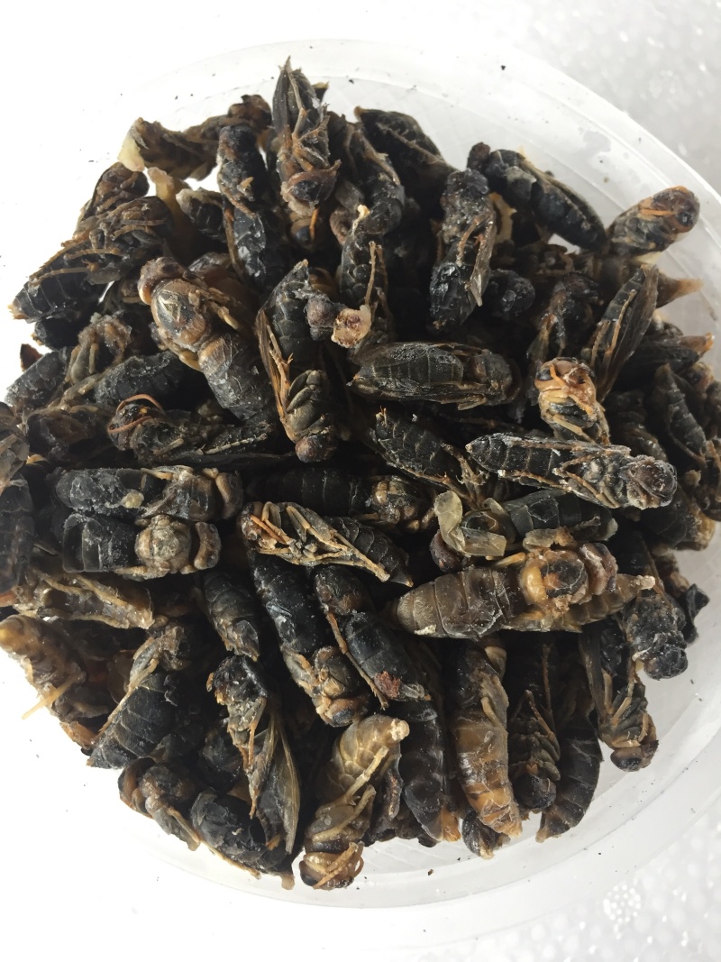 二级蜂蛹，量大从优！两斤带发！