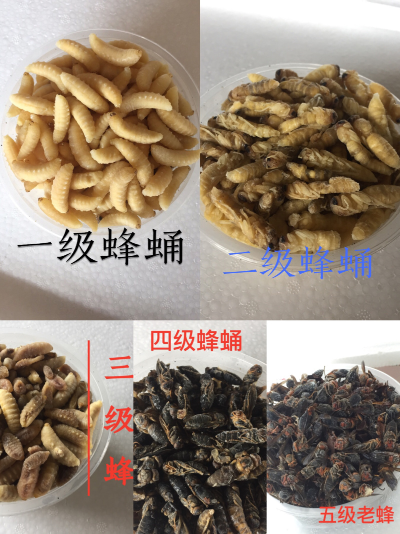 二级蜂蛹，量大从优！两斤带发！