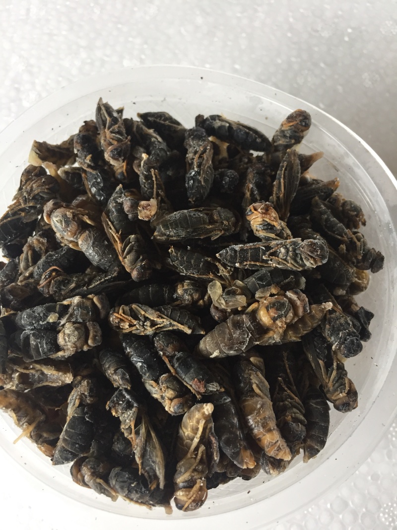 二级蜂蛹，量大从优！两斤带发！