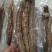 牛大力大牛，大(小)叶高粉质够老身