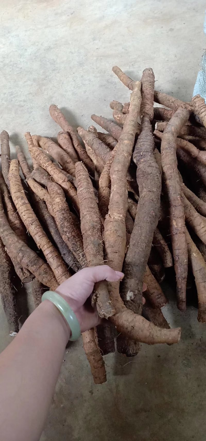 牛大力大牛，大(小)叶高粉质够老身