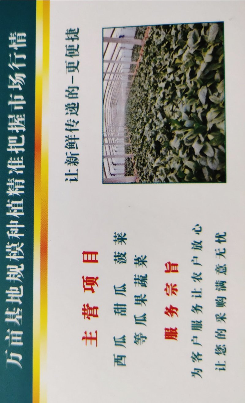 优质大叶菠菜29-25公分，代办服务让您简单又快捷