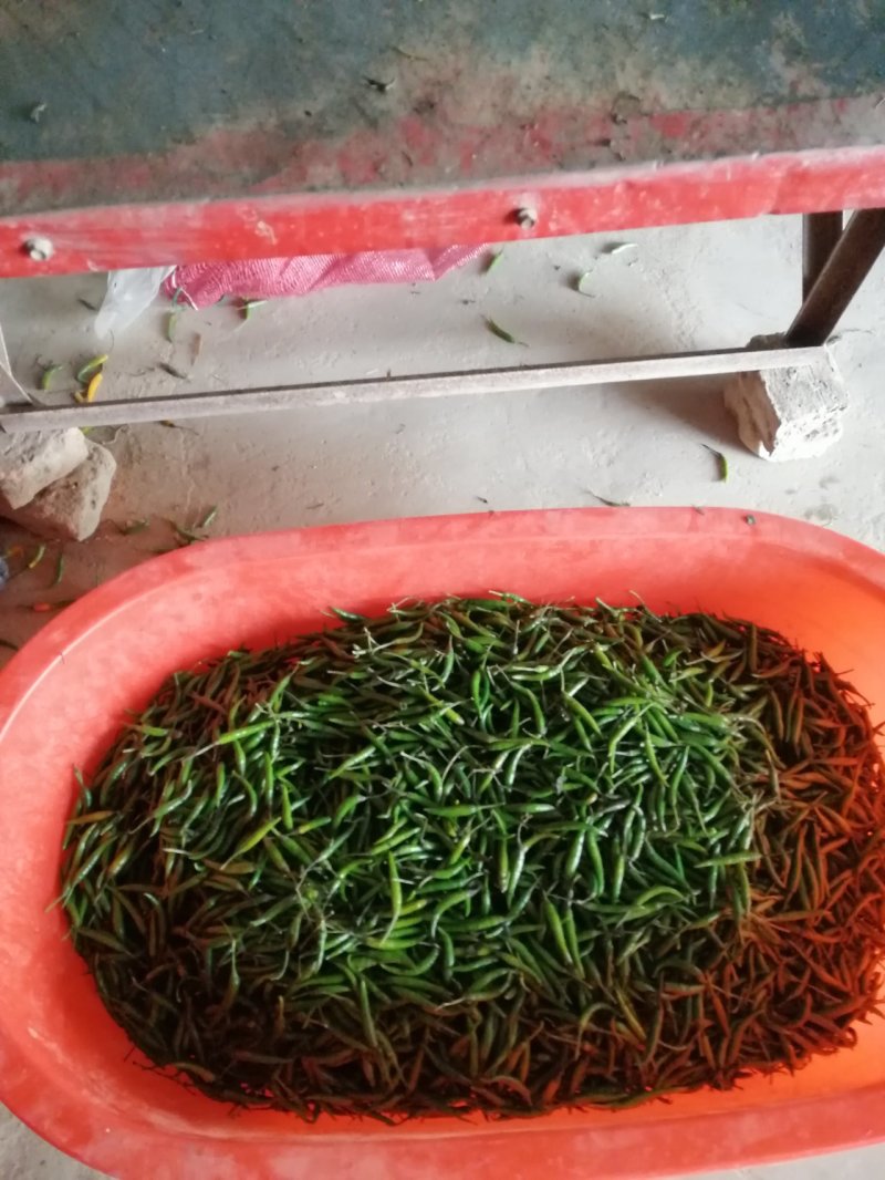艳红小米椒