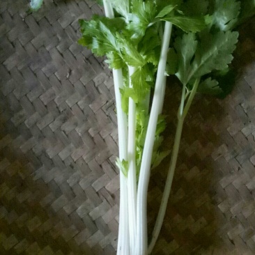 白芹菜