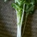 白芹菜
