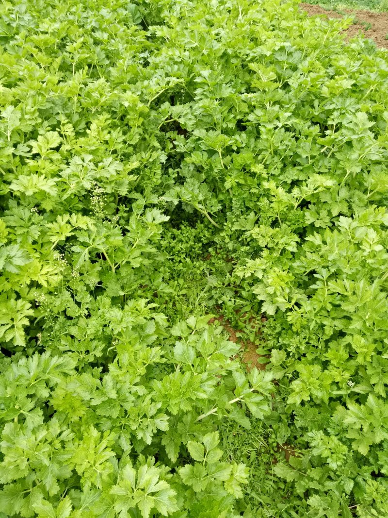 白芹菜