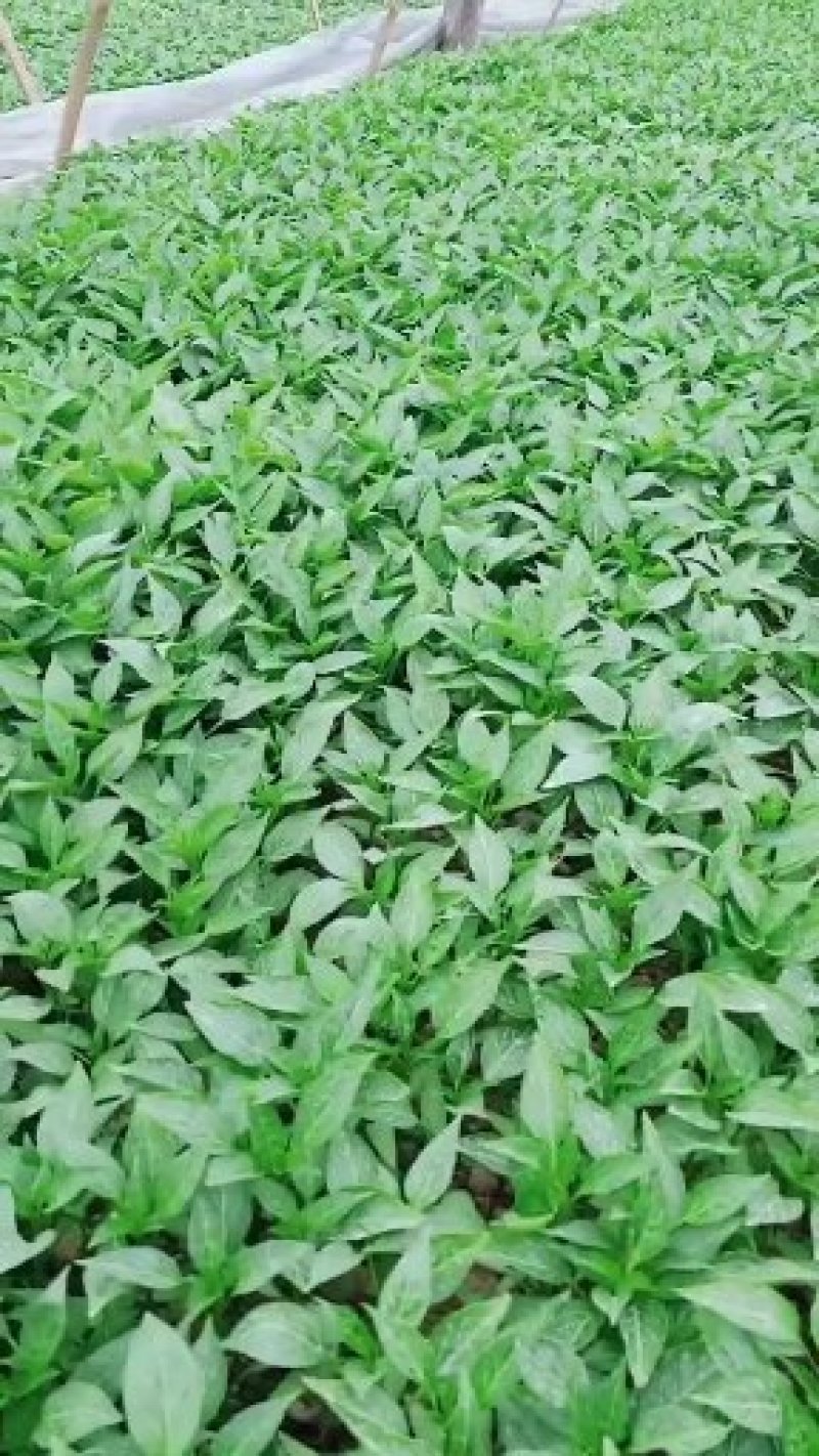 有好苗】，甜椒苗，溥皮椒，基地直供湖南高端辣椒苗