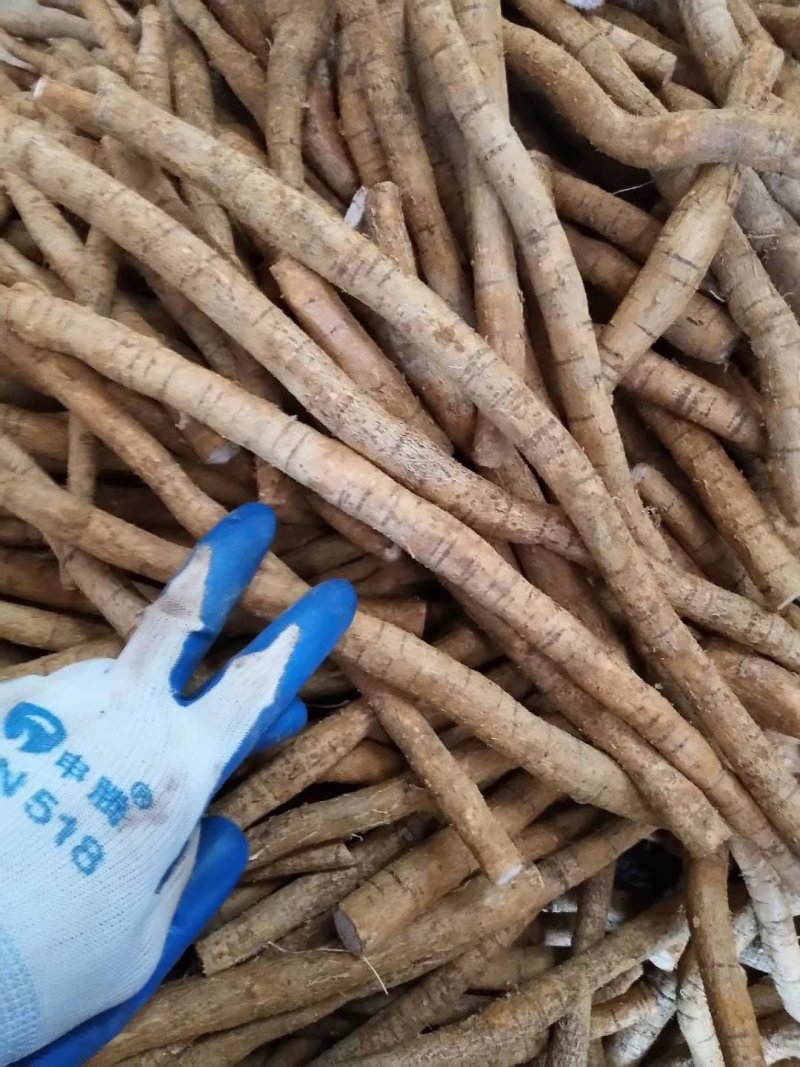 牛大力小小牛小叶味道甘甜质量好