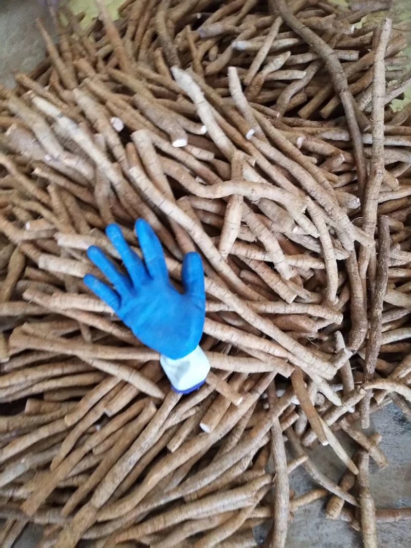 牛大力小小牛小叶味道甘甜质量好