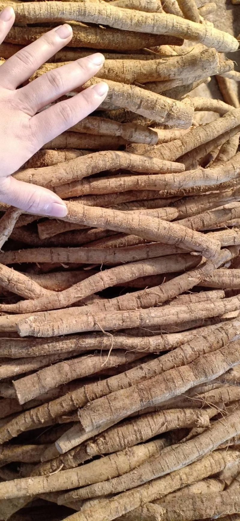 牛大力小小牛小叶味道甘甜质量好