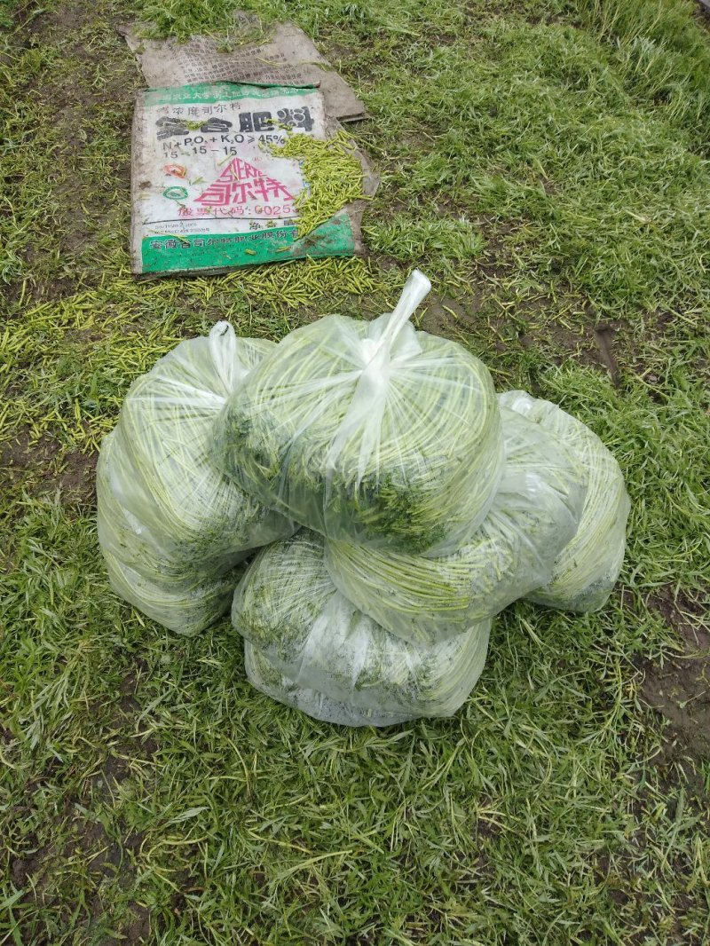 芦蒿（江苏芦蒿)翠绿青蒿，黎蒿，毛蒿质量优