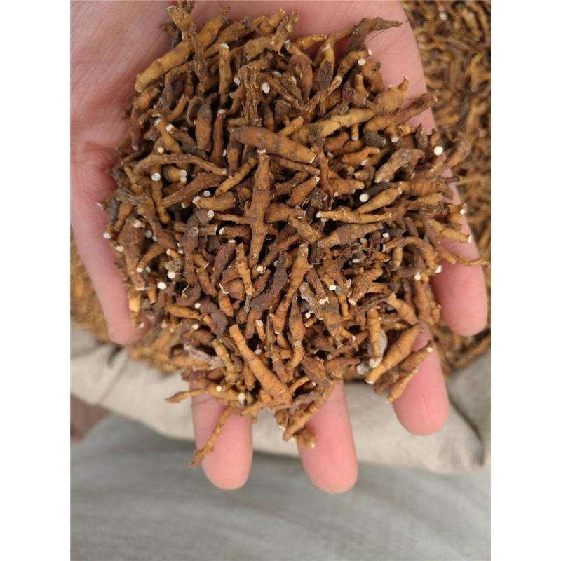 节菖蒲常年批发供应节各种规格菖蒲中药材