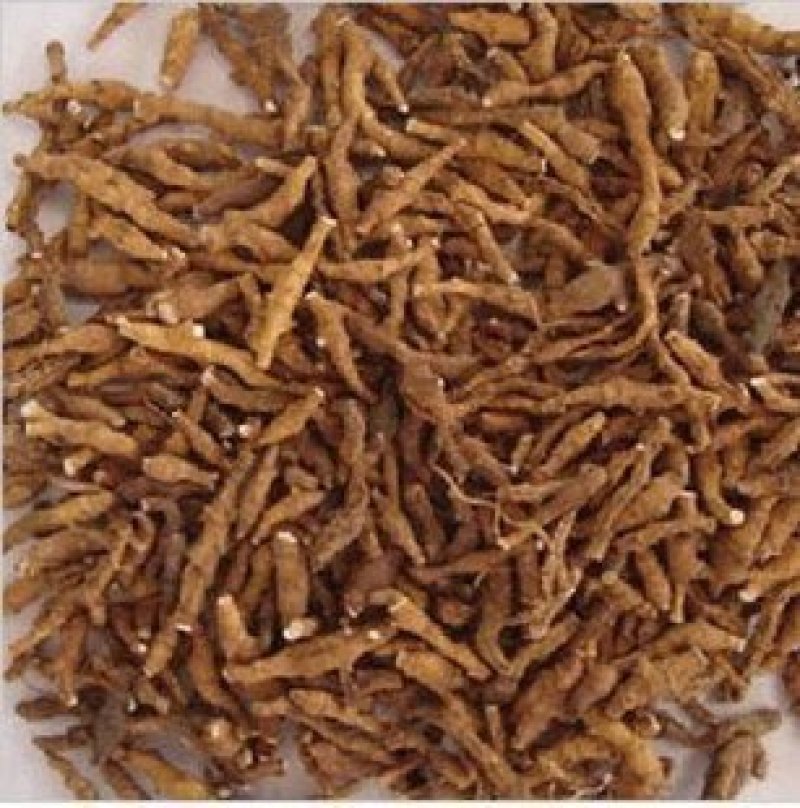 节菖蒲常年批发供应节各种规格菖蒲中药材