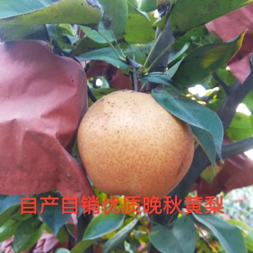 自家果园，优质晚秋黄梨，种植地发货，量大，品质优，价格低