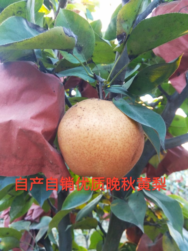 自家果园，优质晚秋黄梨，种植地发货，量大，品质优，价格低