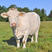 夏洛莱牛，提供养殖技术，免费运输，货到付款。