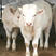夏洛莱牛，提供养殖技术，免费运输，货到付款。