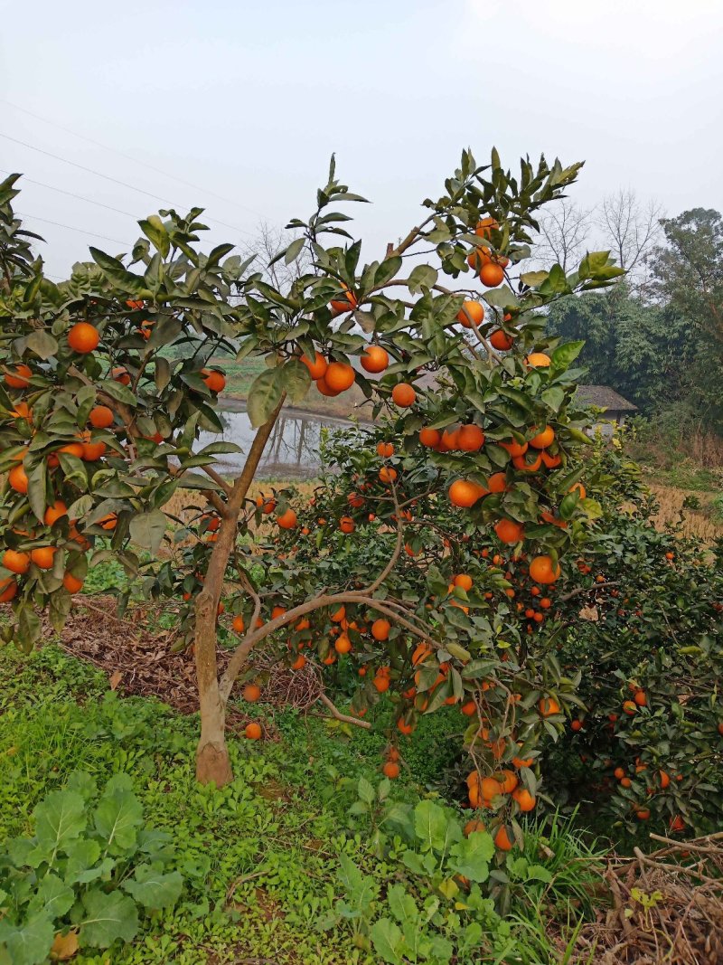 具有“玫瑰血橙”之称的塔罗科血橙