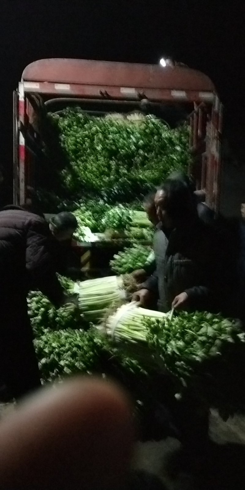 香芹，芹皇