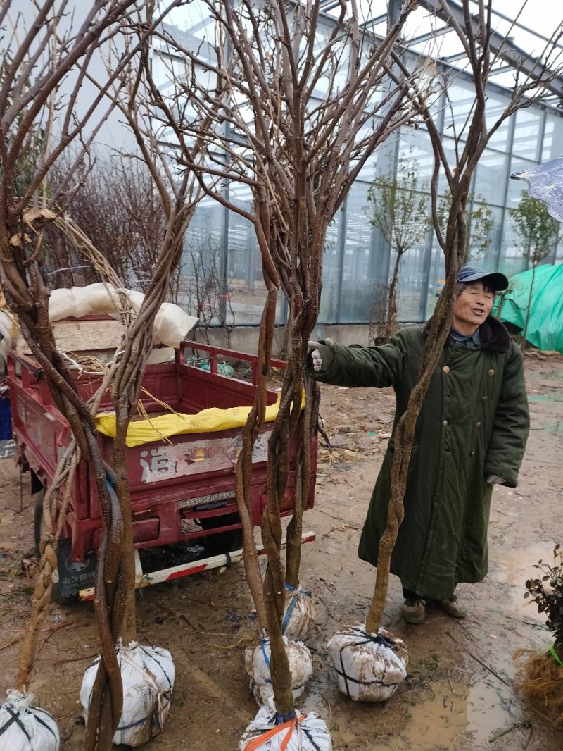 紫藤树苗品种红玉紫藤丰花紫藤银藤日本紫藤保质保量山东种苗