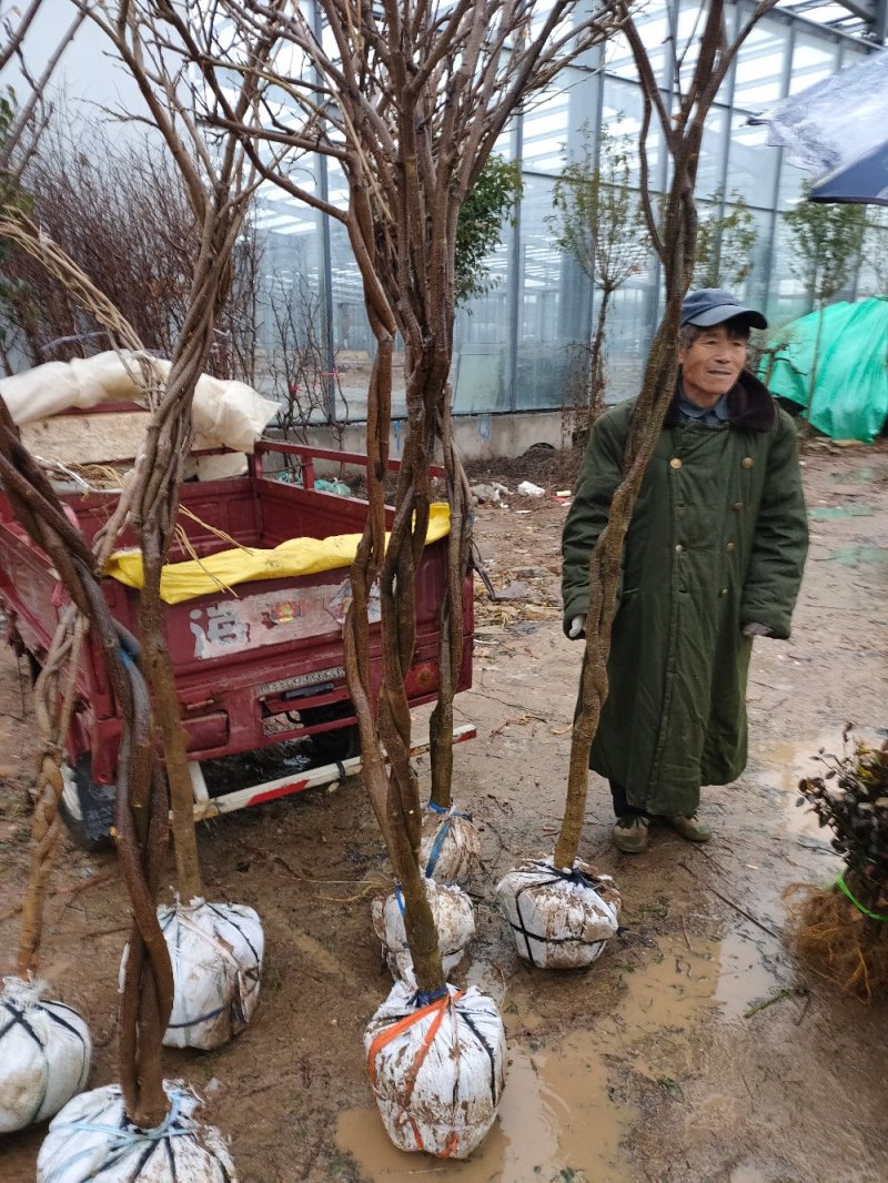 紫藤树苗品种红玉紫藤丰花紫藤银藤日本紫藤保质保量山东种苗