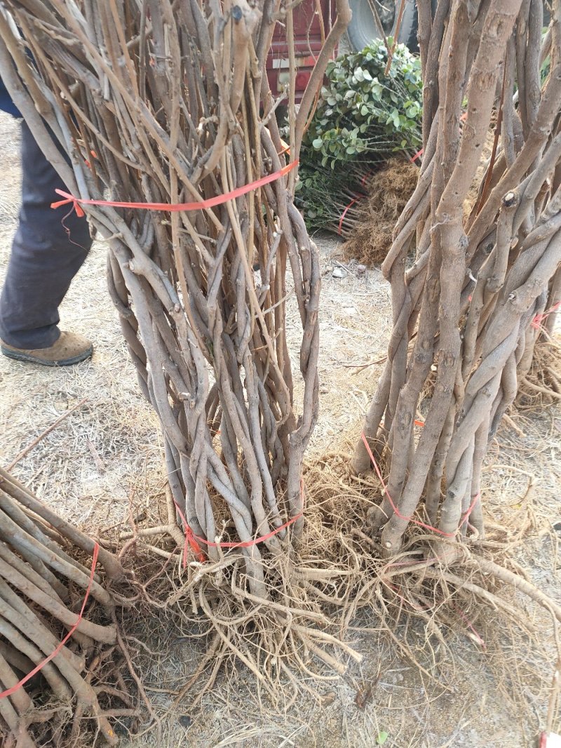 紫藤树苗品种红玉紫藤丰花紫藤银藤日本紫藤保质保量山东种苗