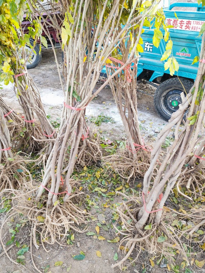 紫藤树苗品种红玉紫藤丰花紫藤银藤日本紫藤保质保量山东种苗