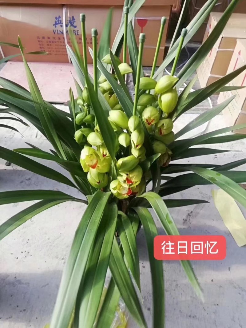年宵花大花蕙兰，整株高70-90，支数是3-4支
