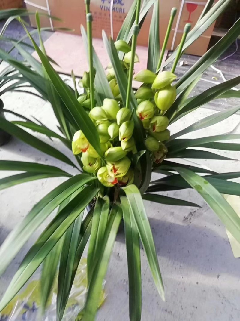 年宵花大花蕙兰，整株高70-90，支数是3-4支