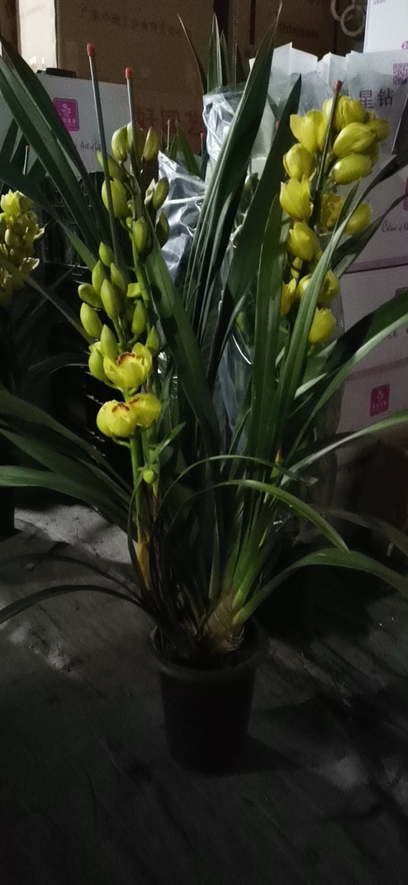年宵花大花蕙兰，整株高70-90，支数是3-4支