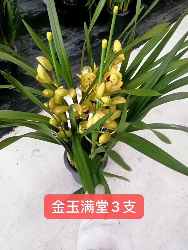 年宵花大花蕙兰，整株高70-90，支数是3-4支