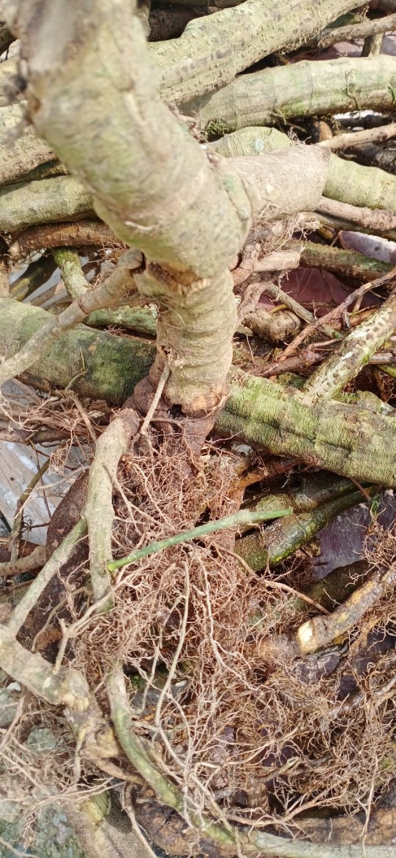 海南野生胡椒根