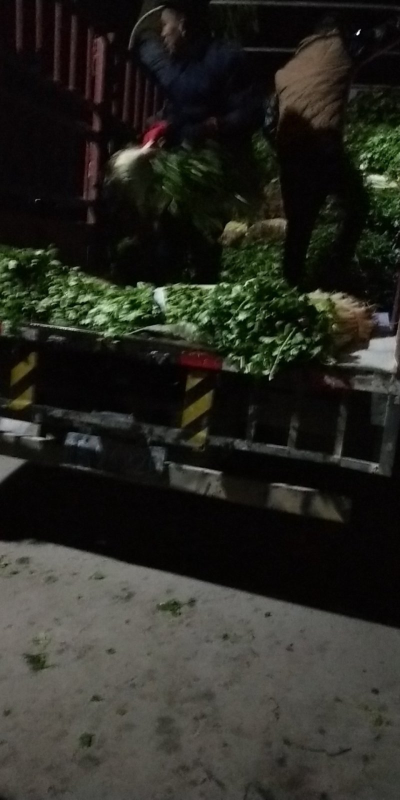 香芹，芹皇