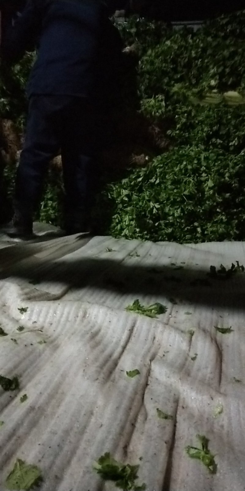 香芹，芹皇