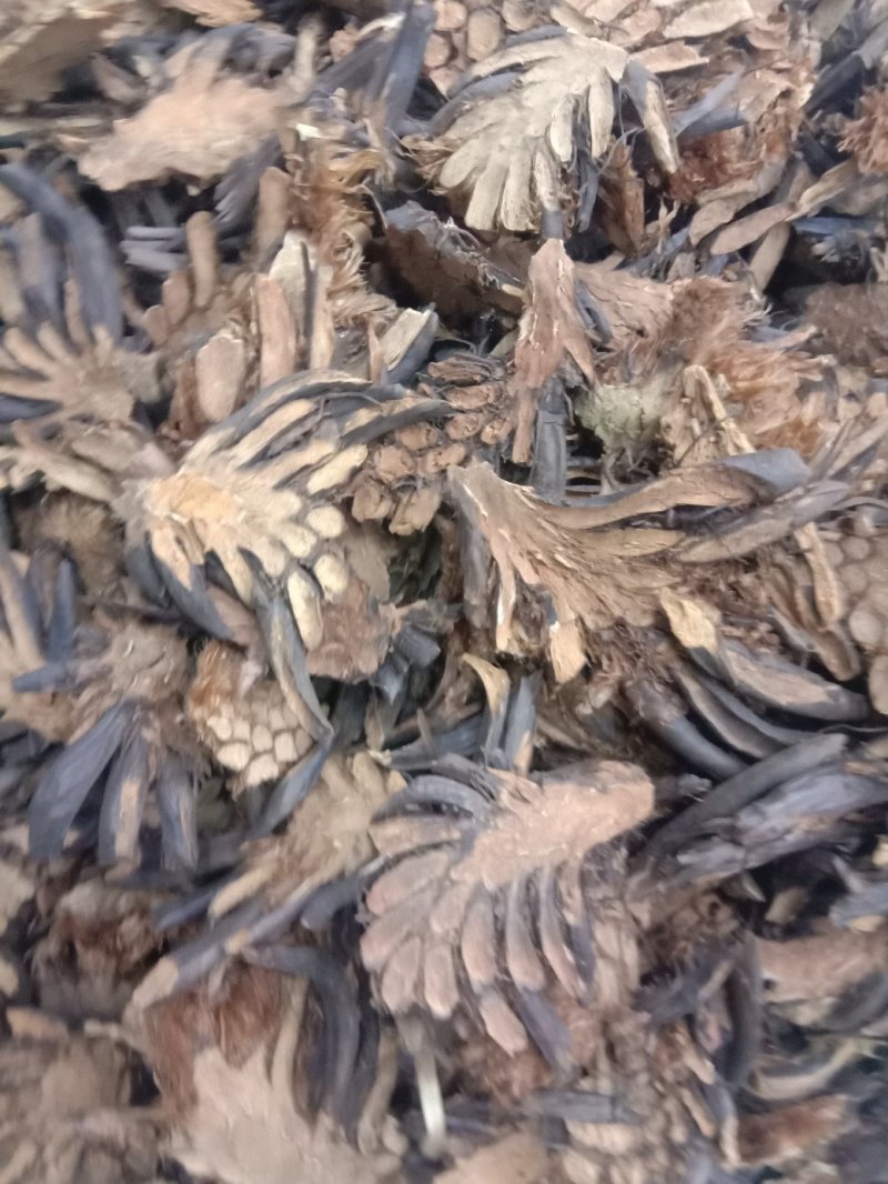 常年批发代购贯众东北货无硫