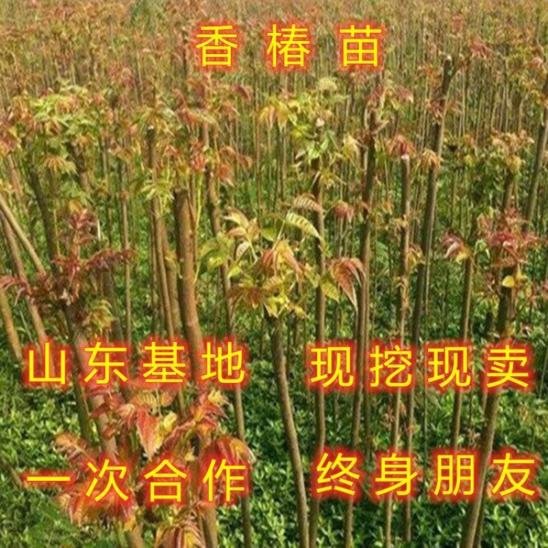 红油香椿树苗香椿苗食用香椿树苗南北方种植香椿苗香椿芽