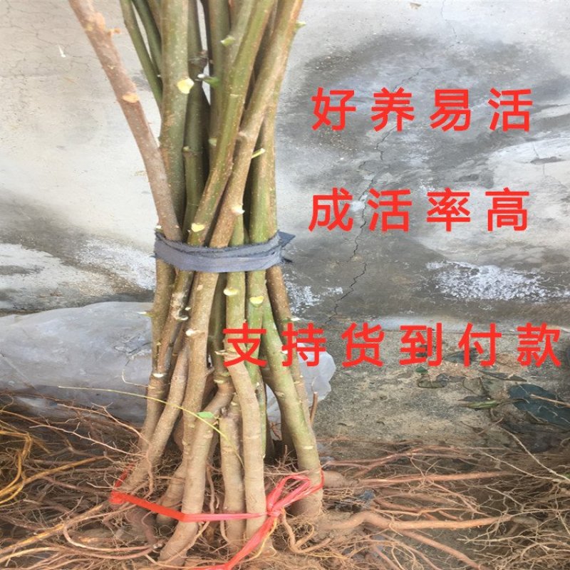 红油香椿树苗香椿苗食用香椿树苗南北方种植香椿苗香椿芽