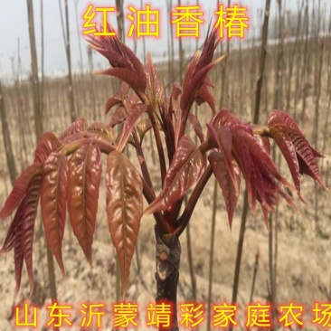 红油香椿树苗香椿苗食用香椿树苗南北方种植香椿苗香椿芽